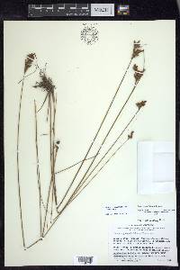 Juncus greenei image