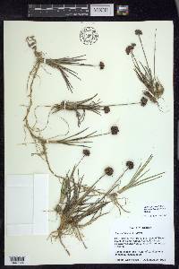 Juncus falcatus image