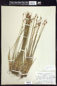 Juncus drummondii image