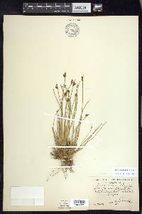 Juncus drummondii image