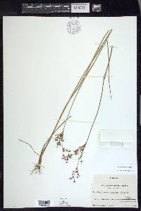 Juncus elliottii image