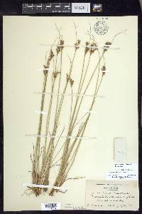 Juncus greenei image