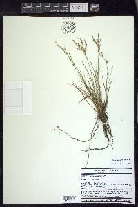 Juncus georgianus image