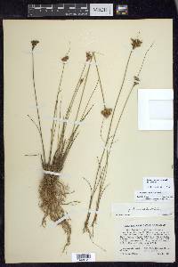 Juncus greenei image