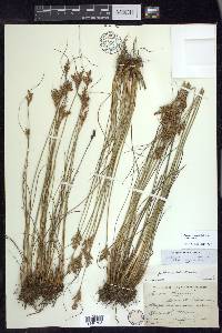 Juncus greenei image