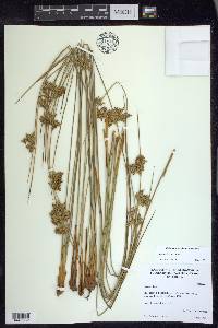 Juncus laccatus image