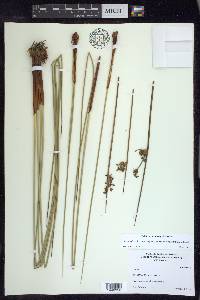 Juncus effusus subsp. pacificus image