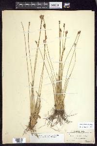 Juncus drummondii image