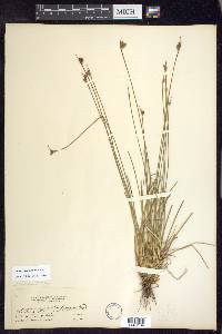 Juncus drummondii image