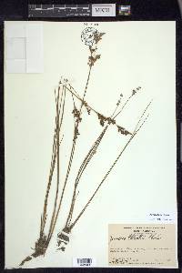 Juncus elliottii image