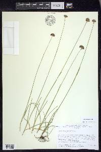 Juncus longistylis image