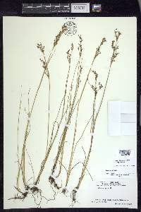 Juncus gerardii image