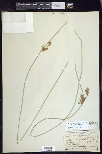 Juncus exiguus image