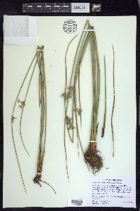 Juncus effusus subsp. effusus image