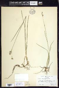 Juncus longistylis image