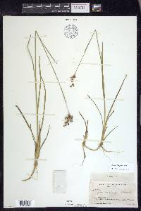 Juncus longii image