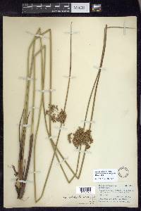 Juncus effusus var. solutus image