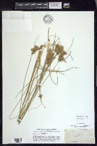 Juncus interior image