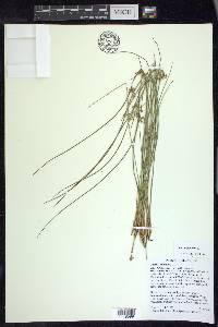 Juncus filiformis image