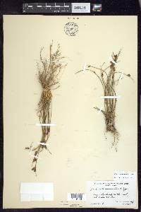 Juncus drummondii image