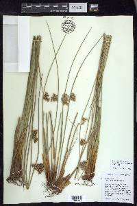 Juncus effusus var. solutus image