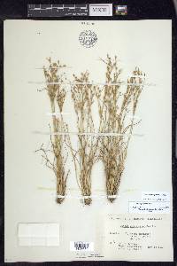 Juncus georgianus image