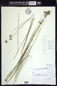 Juncus longistylis image