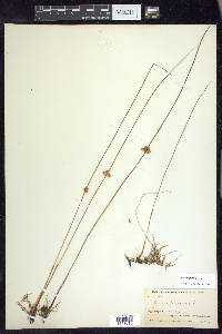 Juncus filiformis image