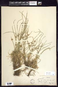 Juncus filiformis image