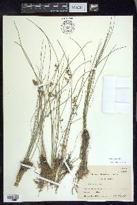 Juncus filiformis image