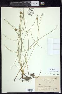 Juncus filiformis image