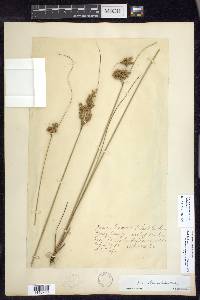 Juncus greenei image