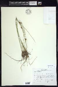 Juncus filiformis image