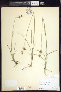 Juncus longistylis image