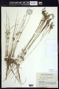 Juncus filiformis image