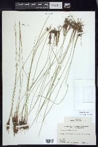 Juncus filiformis image