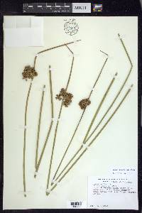 Juncus effusus subsp. effusus image