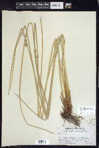 Juncus effusus var. solutus image