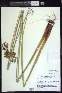 Juncus effusus var. solutus image