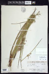 Juncus effusus var. solutus image