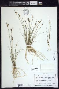 Juncus greenei image