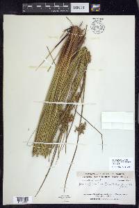 Juncus effusus var. solutus image