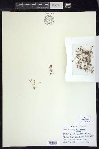 Juncus leiospermus var. ahartii image