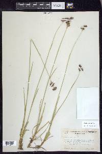 Juncus longistylis image