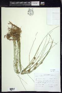 Juncus filiformis image