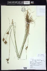 Juncus interior image