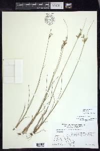 Juncus greenei image