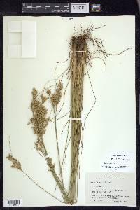 Juncus interior image