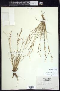 Juncus georgianus image