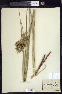 Juncus effusus var. solutus image